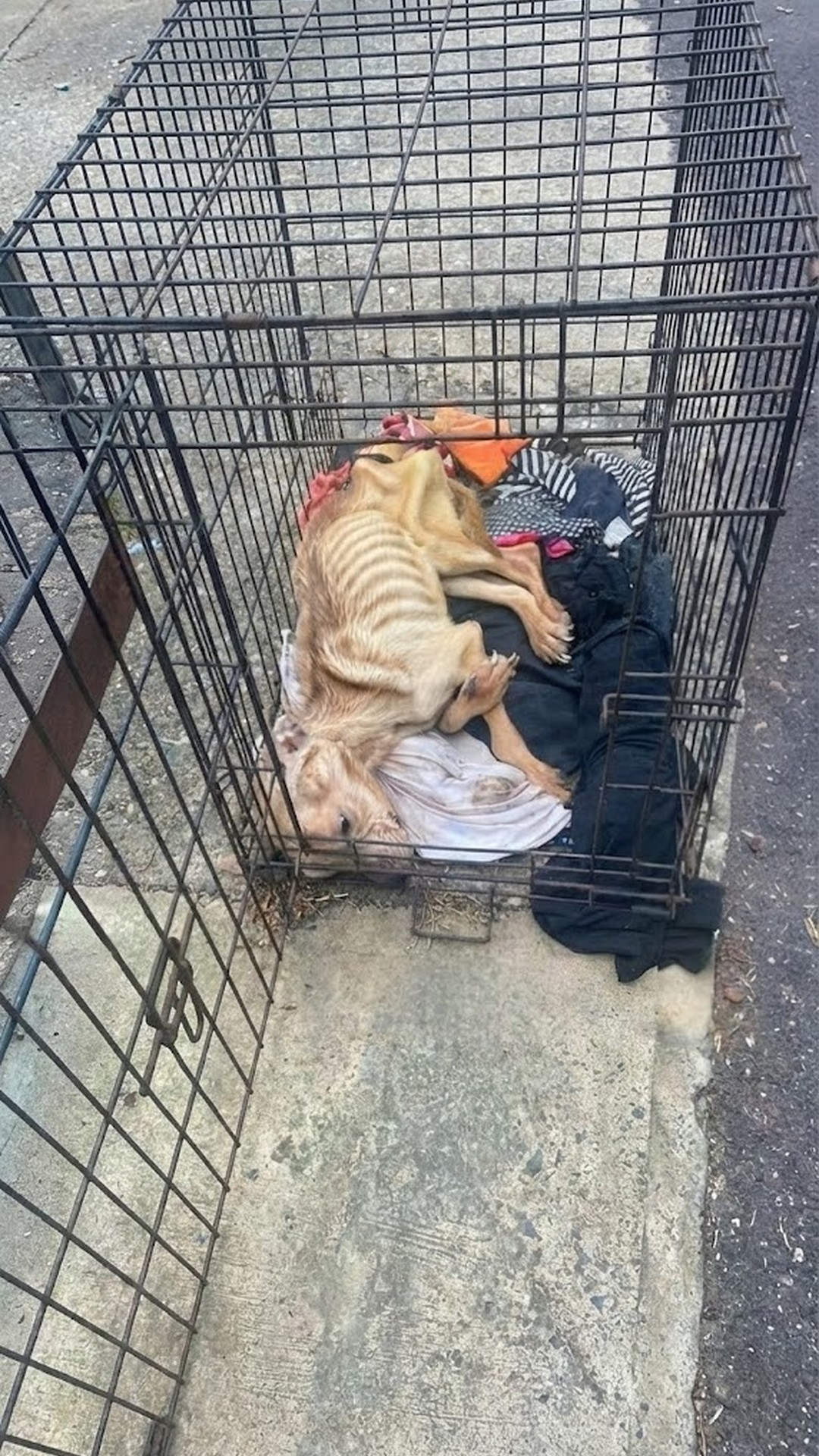 Molly's Transformation: From a Forgotten Crate to a Loving Home in Weeks