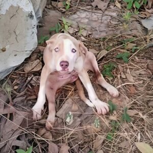 From Abandonment to Unexpected Recovery: Rosalia's Journey