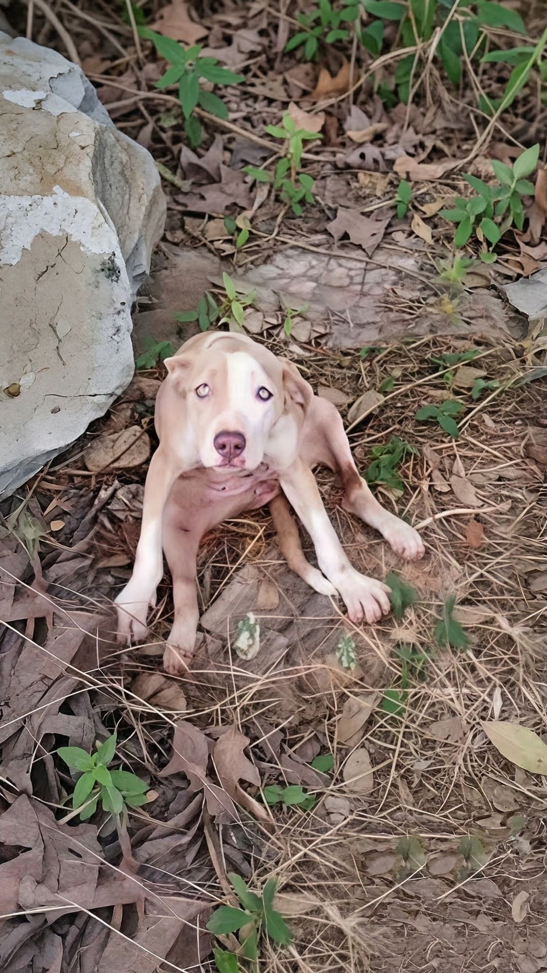 From Abandonment to Unexpected Recovery: Rosalia's Journey