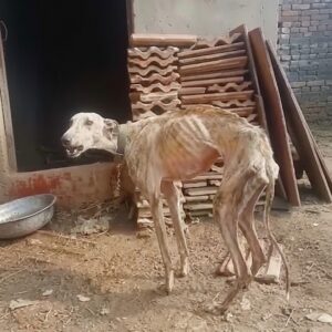 Chained for Nearly a Decade, Lulu Finally Experiences Freedom