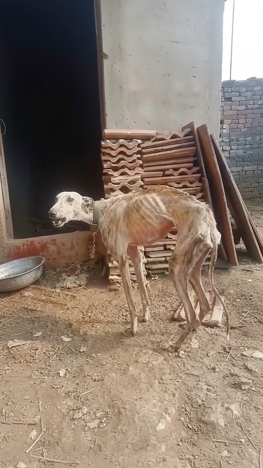 Chained for Nearly a Decade, Lulu Finally Experiences Freedom