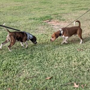 Frantic Howl Leads to Miraculous Reunion of Shelter Brothers