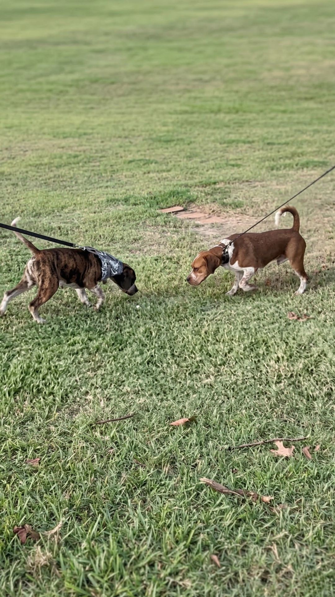 Frantic Howl Leads to Miraculous Reunion of Shelter Brothers