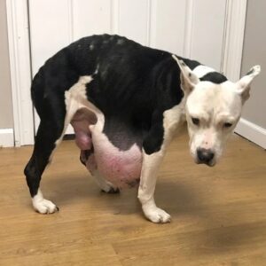 Nina's Rescue: The First Steps After Eight Years in an Abandoned Car