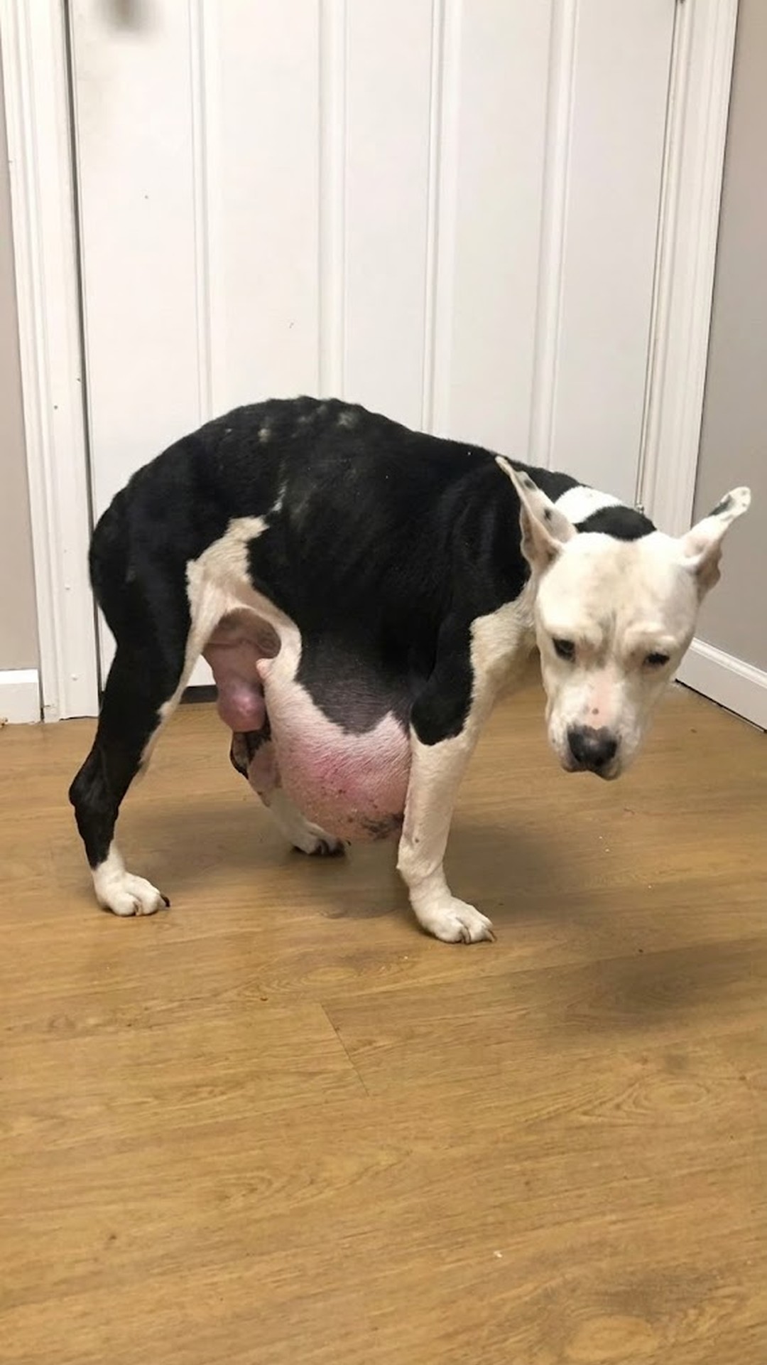 Nina's Rescue: The First Steps After Eight Years in an Abandoned Car