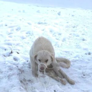 Ice's Remarkable Recovery: From Paralyzed in the Snow to Walking on His Own