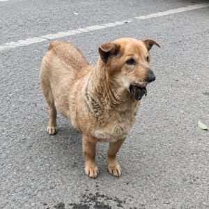 Cautious Stray Dog Takes First Steps Toward Trust Over Several Minutes