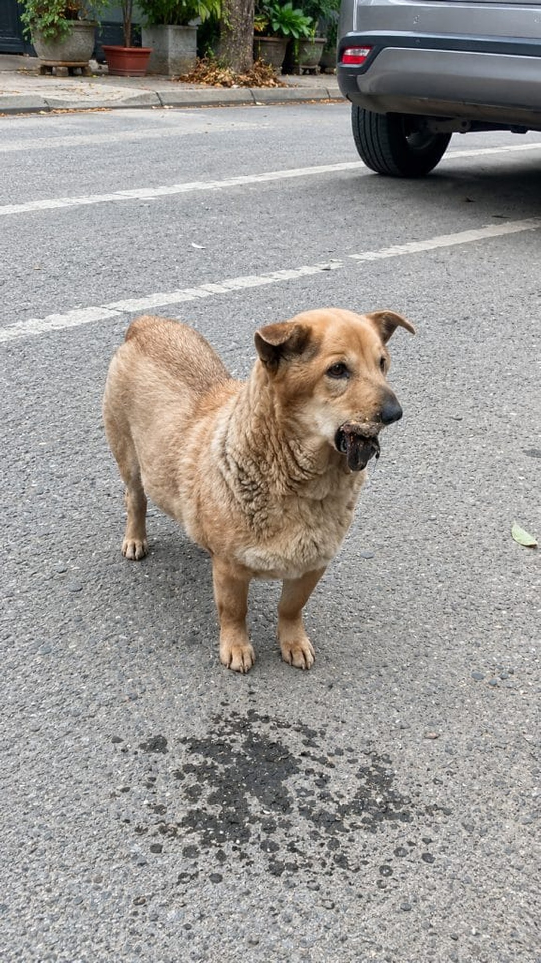 Cautious Stray Dog Takes First Steps Toward Trust Over Several Minutes