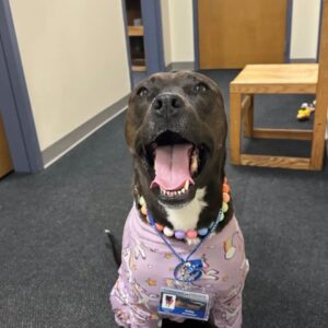 Rescued Pit Bull Ashby Surprises College Students with Joyful Birthday Serenade