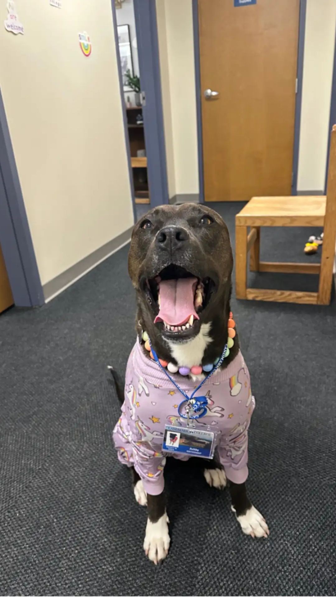 Rescued Pit Bull Ashby Surprises College Students with Joyful Birthday Serenade