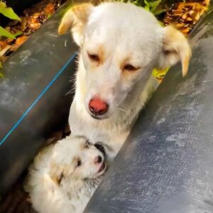 A Quiet Discovery: Max Found Abandoned and in Need