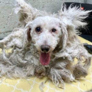 Barley's Incredible Transformation After Emergency Grooming Session