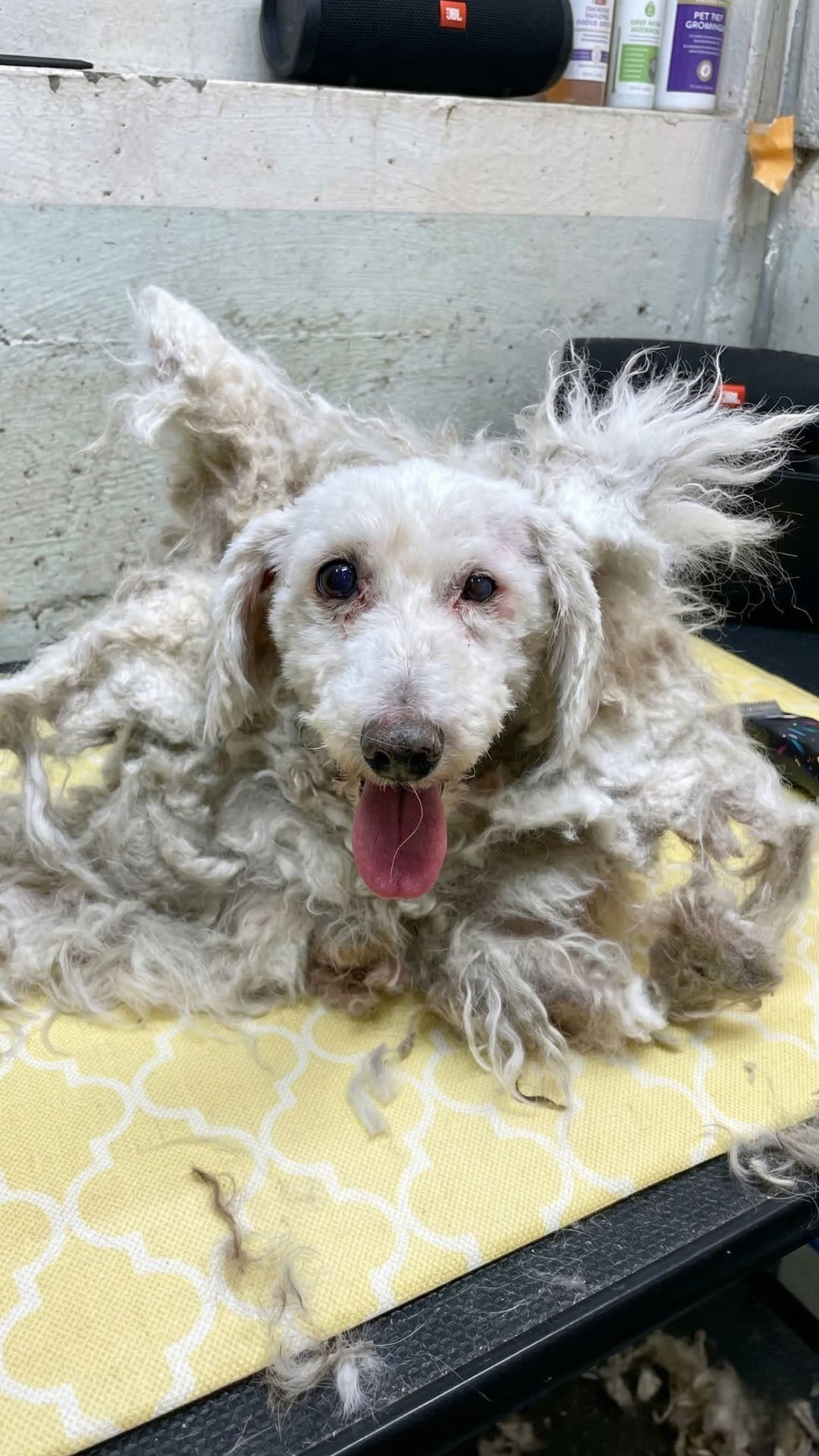 Barley's Incredible Transformation After Emergency Grooming Session