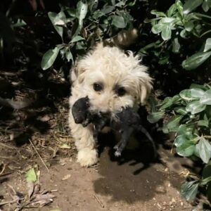 A Mother Dog Carries Her Newborn to Seek Help