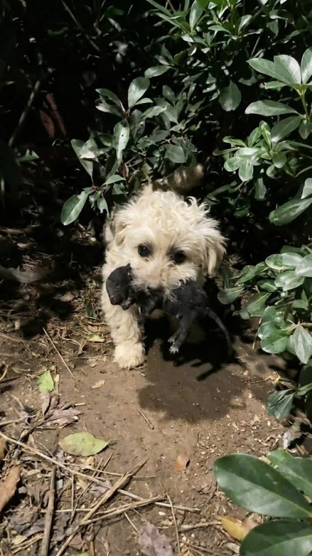 A Mother Dog Carries Her Newborn to Seek Help