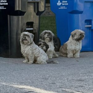 Four Matted Siblings Transform After Rescue from a Hot Street Corner