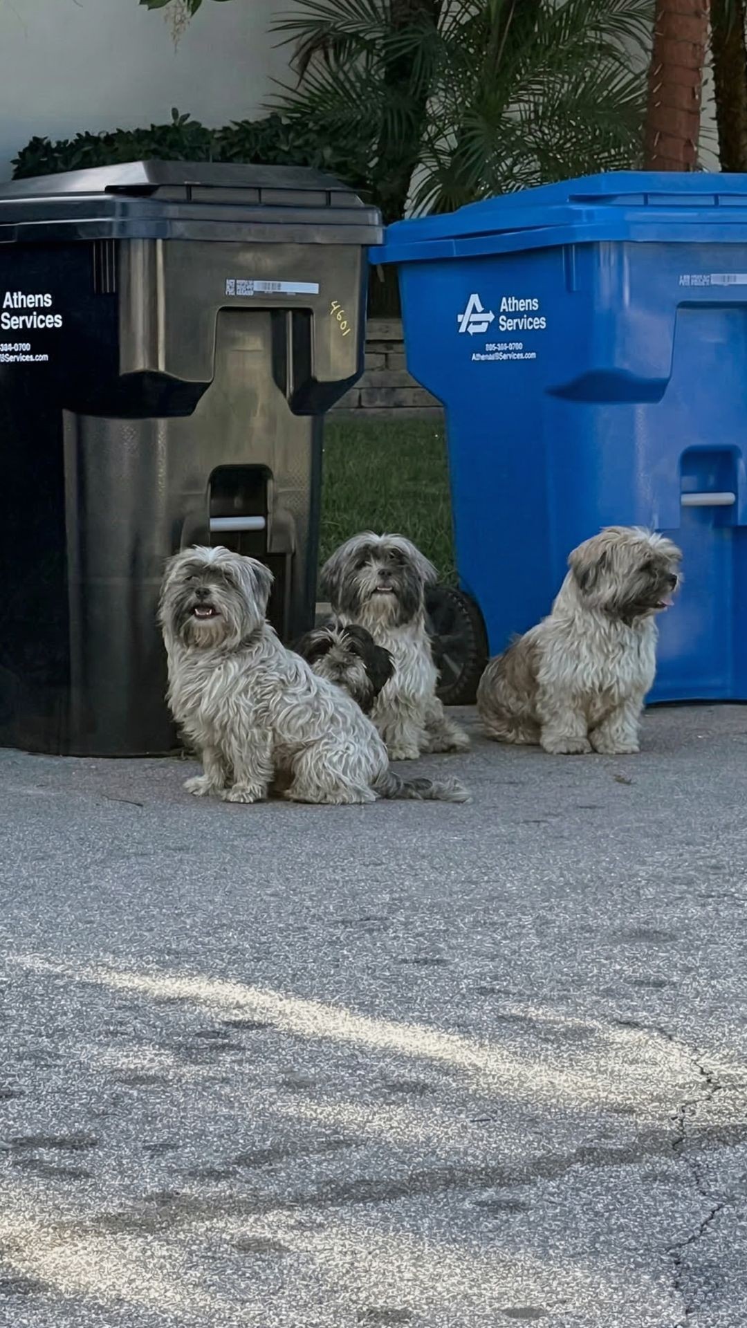 Four Matted Siblings Transform After Rescue from a Hot Street Corner