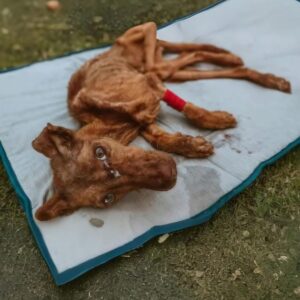 From Near Collapse to Standing Strong: A Dog's Remarkable Recovery