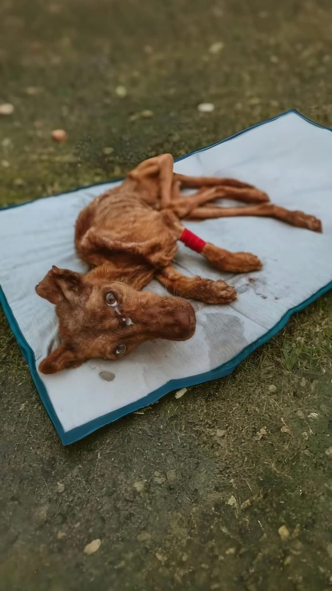 From Near Collapse to Standing Strong: A Dog's Remarkable Recovery
