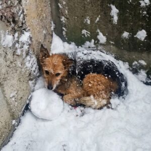 From Frozen Despair to a Loving Home: Snowhite's 30-Day Recovery