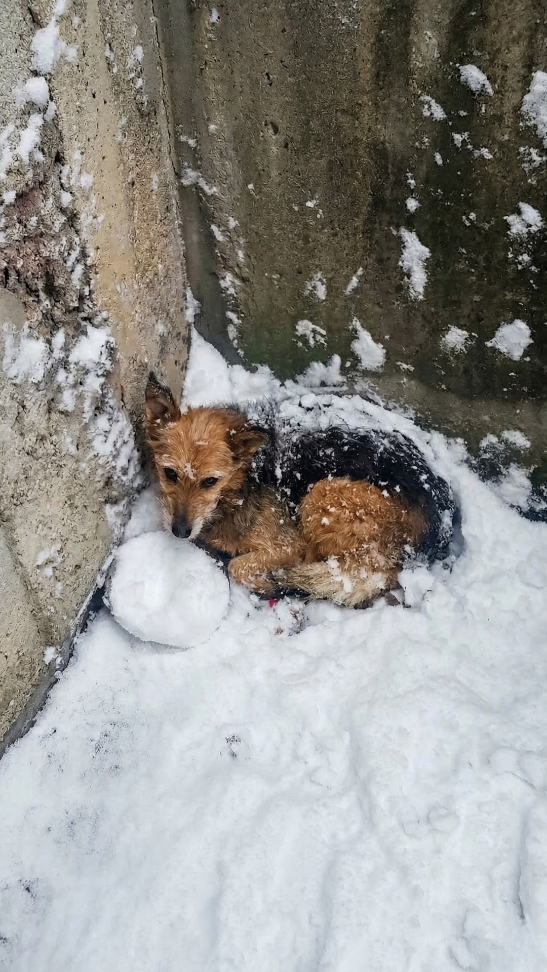 From Frozen Despair to a Loving Home: Snowhite's 30-Day Recovery