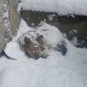 Snowhite's Journey: From the Snow to Safety Over 30 Days