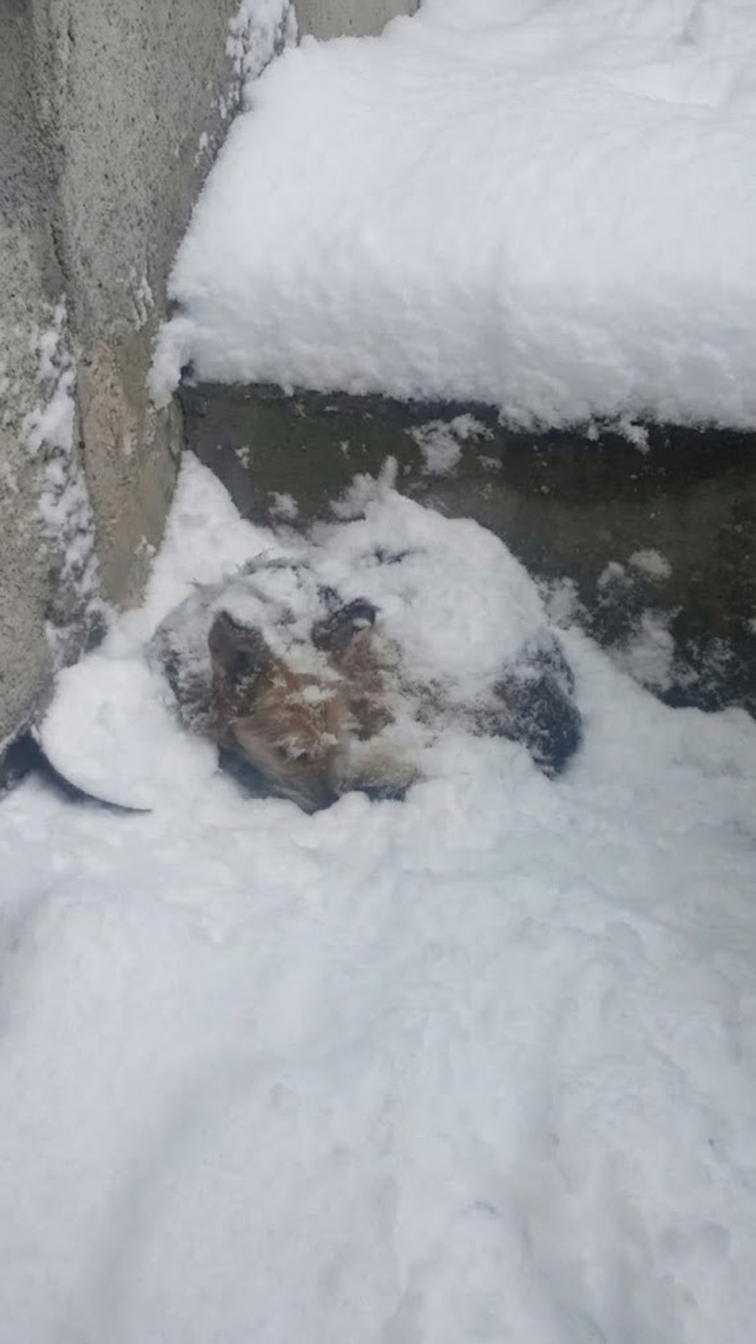 Snowhite's Journey: From the Snow to Safety Over 30 Days