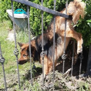 From Desperation to Healing: A Dog's Journey from a Fence to Recovery
