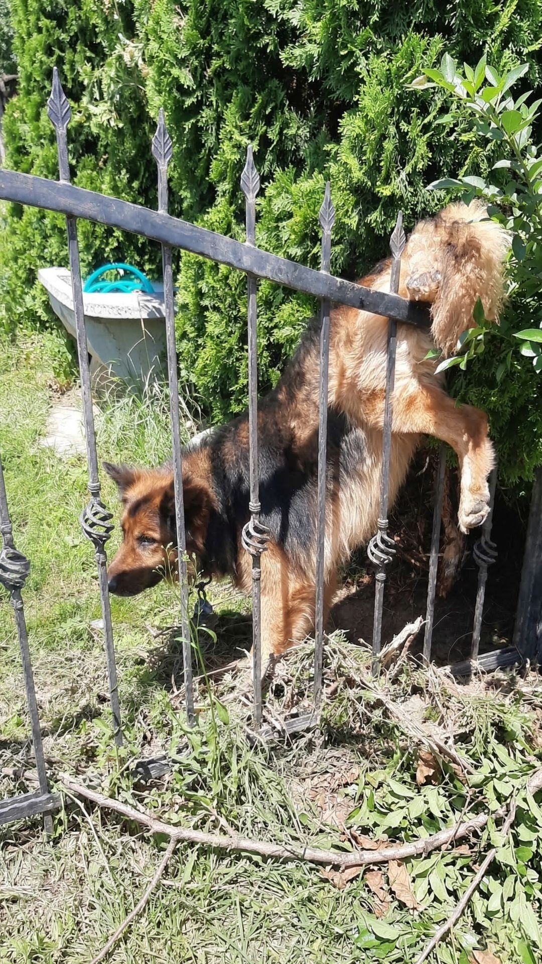 From Desperation to Healing: A Dog's Journey from a Fence to Recovery