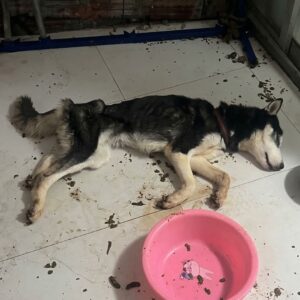 Starving Dog Takes First Steps After 20 Days of Abandonment