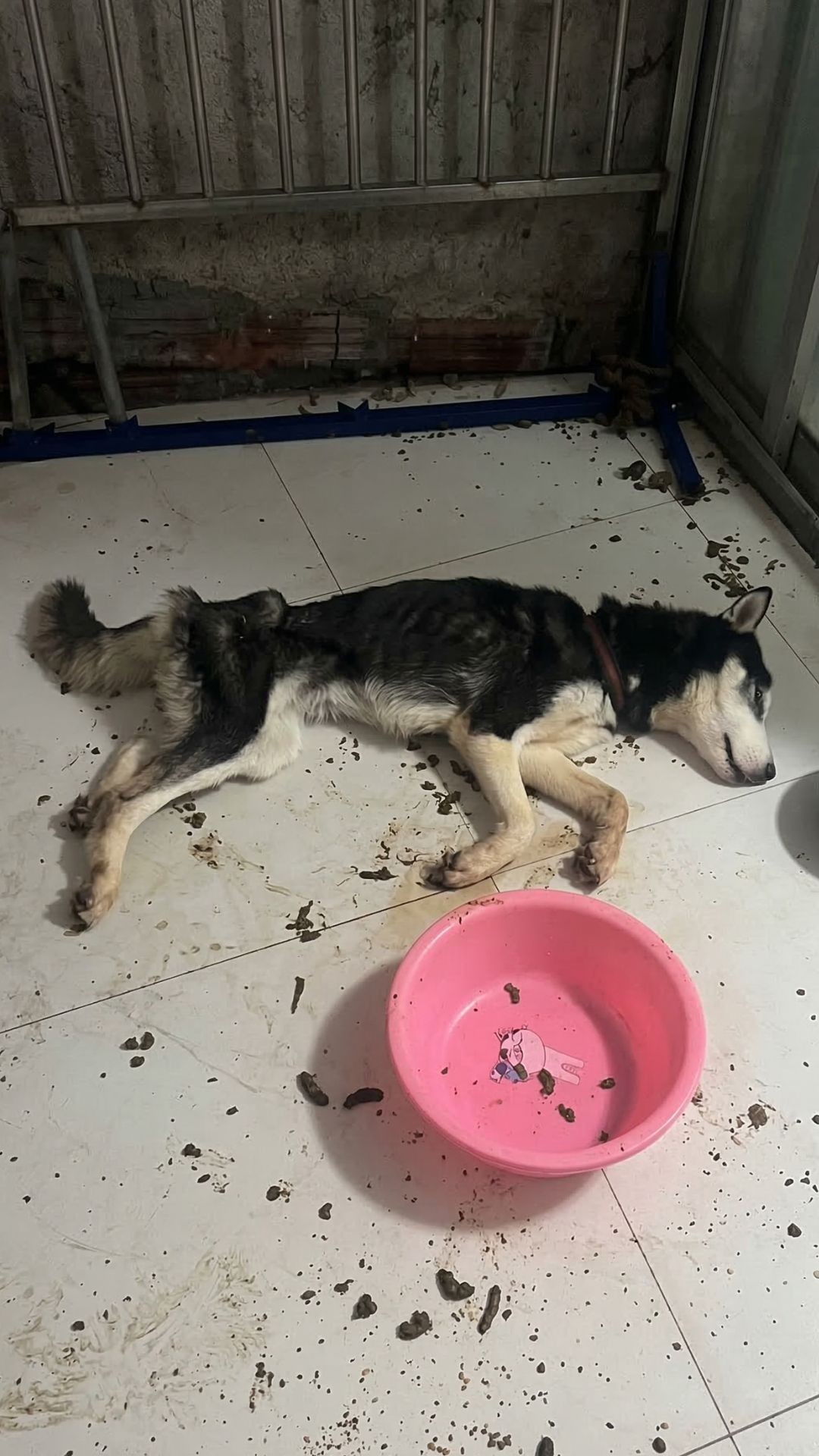 Starving Dog Takes First Steps After 20 Days of Abandonment