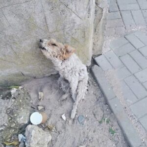Rescue Team Finds Bicir in an Abandoned Building After Weeks of Neglect