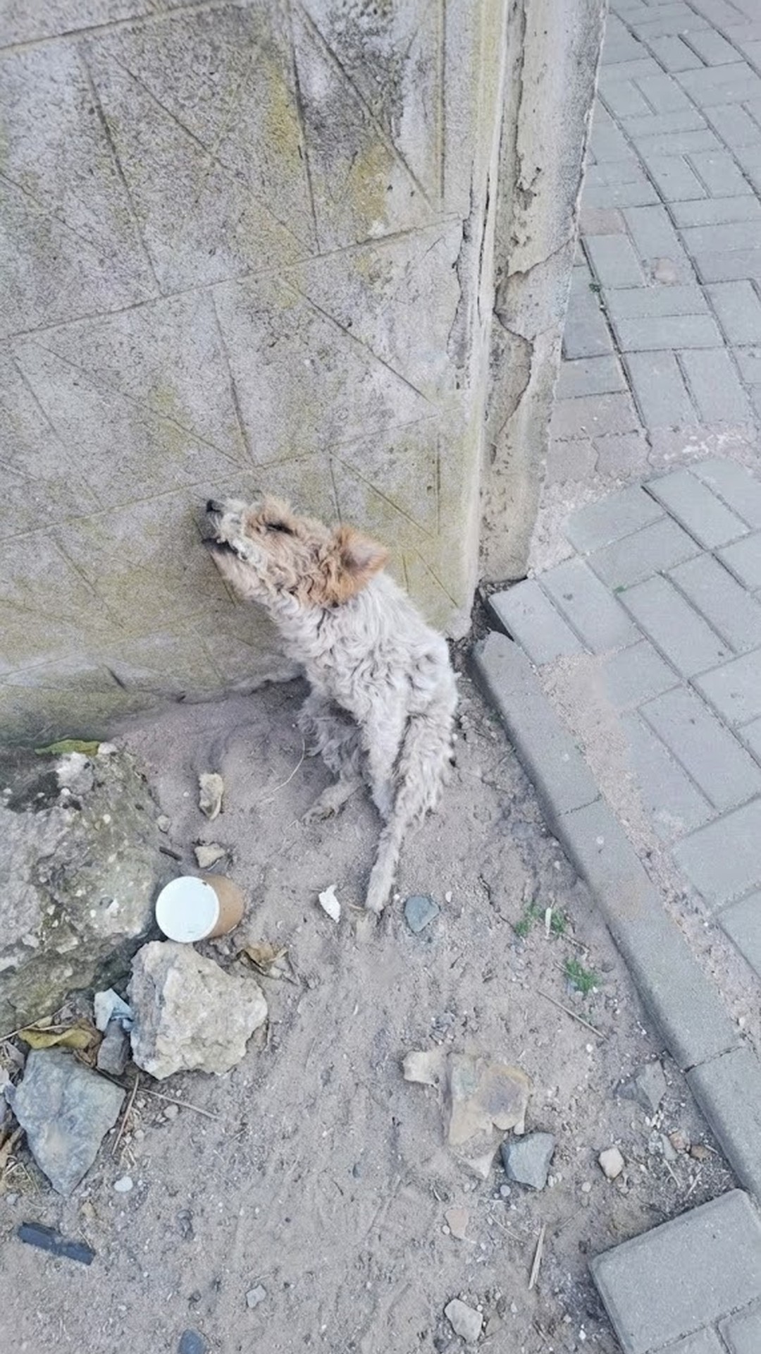 Rescue Team Finds Bicir in an Abandoned Building After Weeks of Neglect