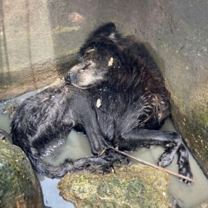 Rescue Team Finds Puppy Bound in Sewer, Begins Long Healing Journey