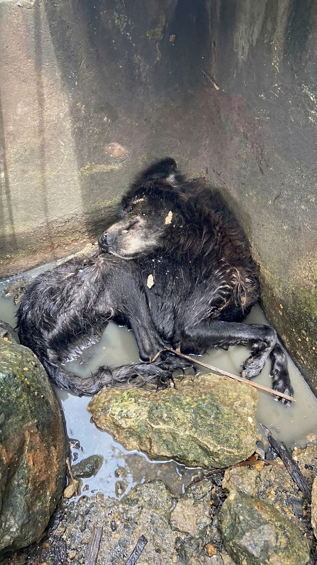 Rescue Team Finds Puppy Bound in Sewer, Begins Long Healing Journey