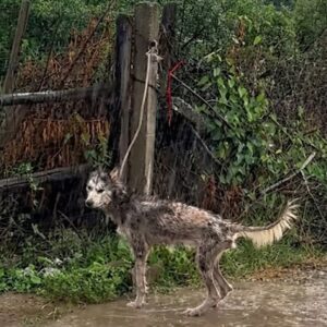 A Woman's Choice Leads to Rescue of a Neglected Dog in a Rainy Alley