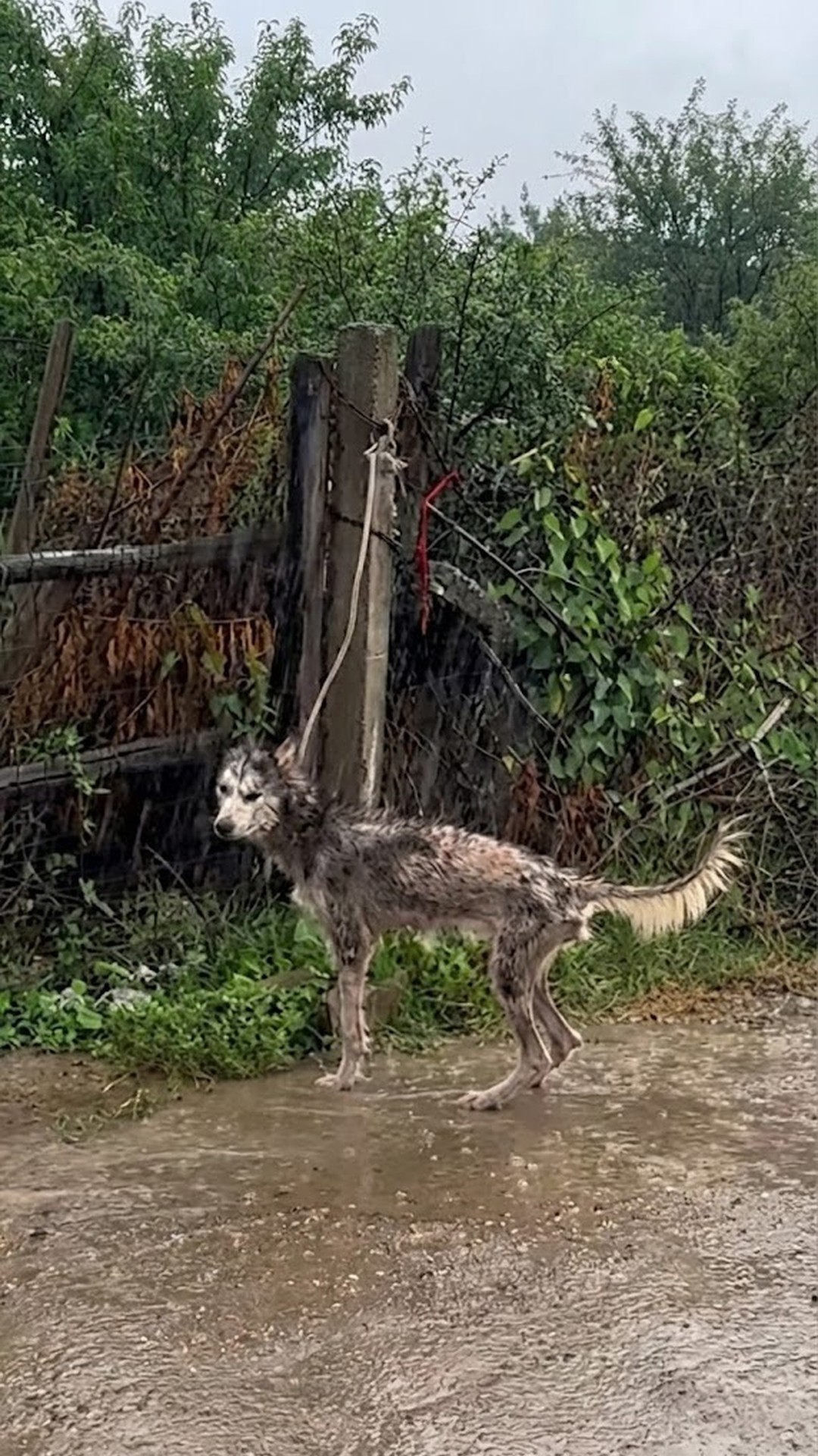 A Woman's Choice Leads to Rescue of a Neglected Dog in a Rainy Alley