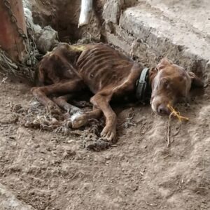 Bono's First Wag: A Defining Moment After Rescue from Neglect