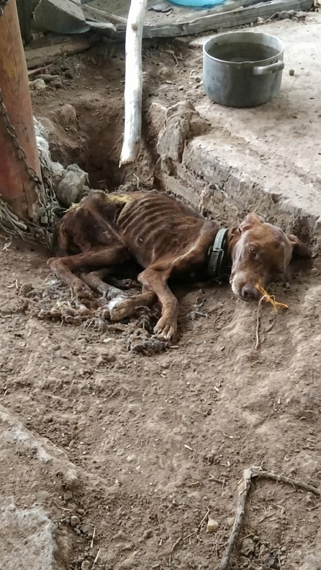 Bono's First Wag: A Defining Moment After Rescue from Neglect