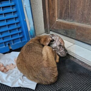 Nemo's Two-Week Recovery from Severe Burns and Parvovirus