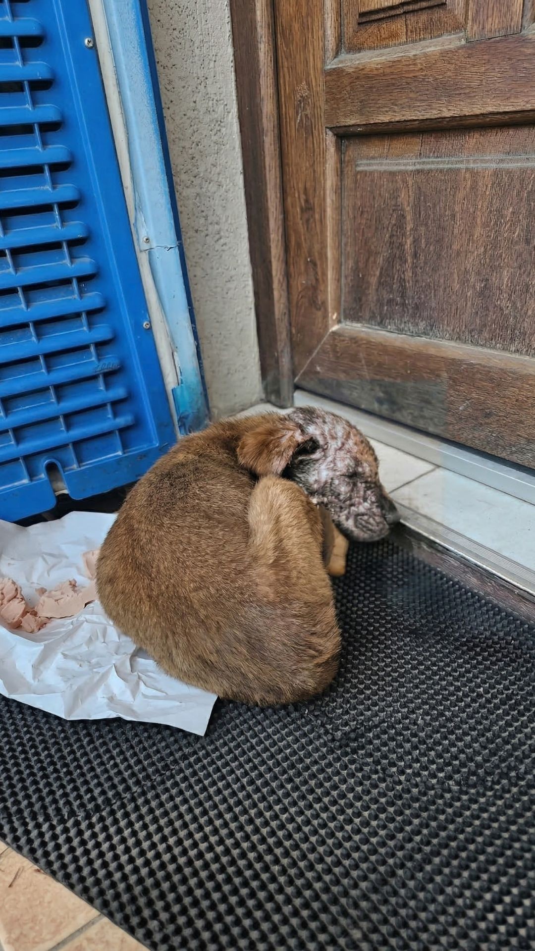 Nemo's Two-Week Recovery from Severe Burns and Parvovirus