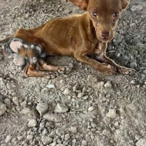 From Neglect to Trust: Miguel's First Tail Wag Signals Recovery