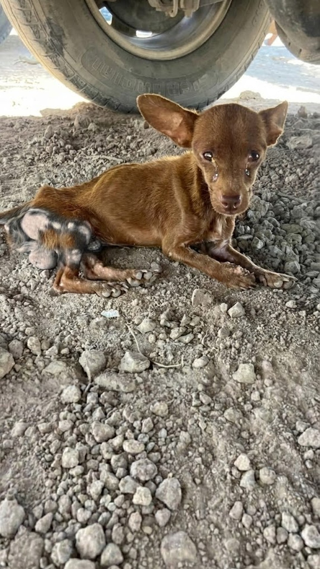 From Neglect to Trust: Miguel's First Tail Wag Signals Recovery