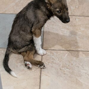 Izum's Recovery: From Paralysis to First Steps in 66 Days