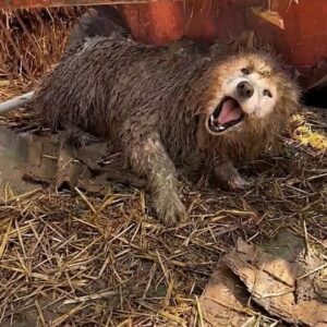 Three Months After Rescue: Beike Transforms from Fear to Trust