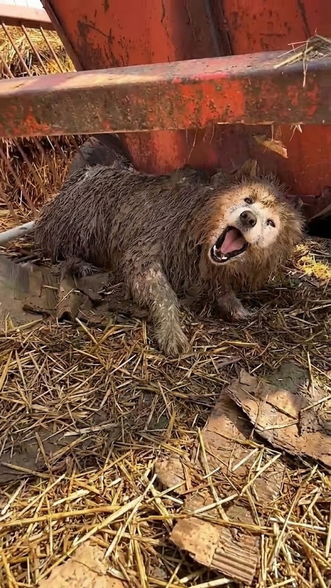 Three Months After Rescue: Beike Transforms from Fear to Trust