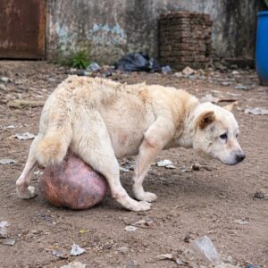 Rescue of Dear Reveals the Weight of Years Spent in Chains