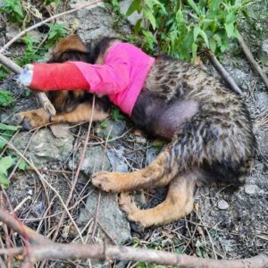 From Abandonment to Recovery: Kompot’s Journey After a Broken Leg