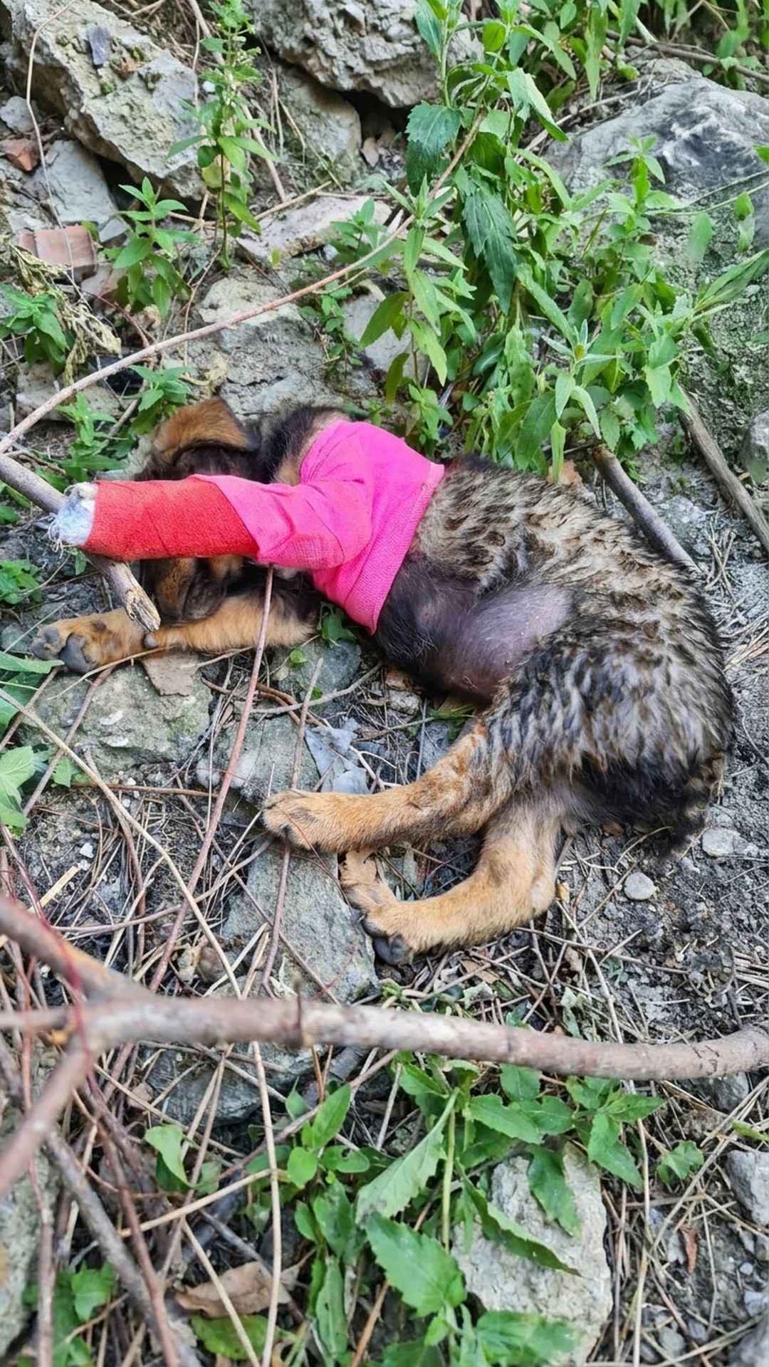 From Abandonment to Recovery: Kompot’s Journey After a Broken Leg