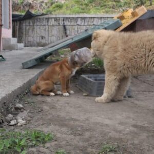 A Stray Dog's Life on the Edge with a Jar Trapping His Head